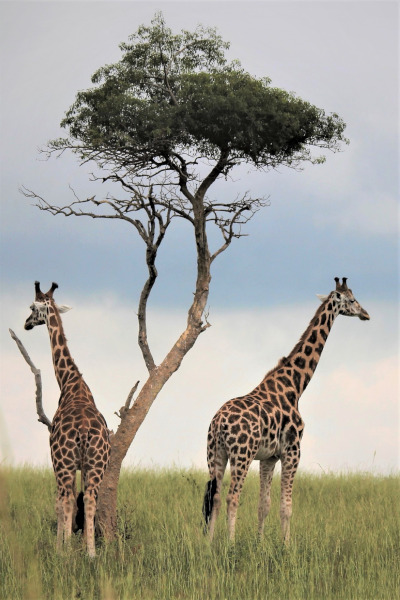 Deux girafes africaines